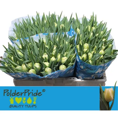 Tulip Avant Garde