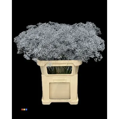 Gypsophila Million Star Grey