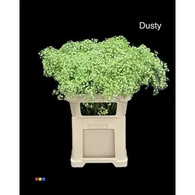 Gypsophila Xlence Dusty Green