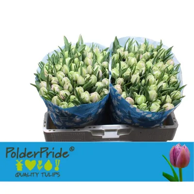 Tulip Katinka