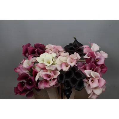 Calla Cantor