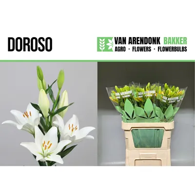 Lilium Hybride Doroso
