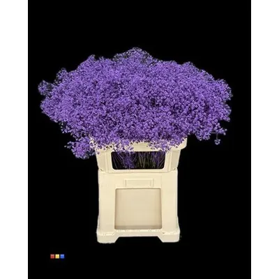 Gypsophila Xlence Purple