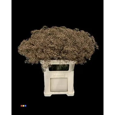 Gypsophila Million Star Brown