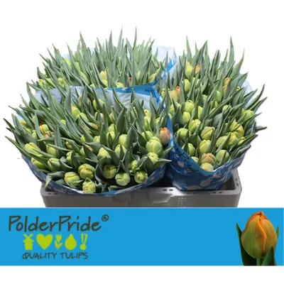 Tulip Icoon