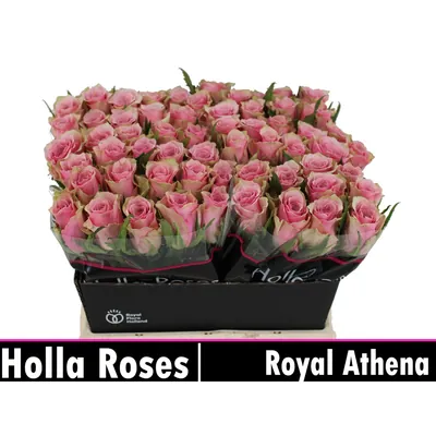 Rosa Athena Royale