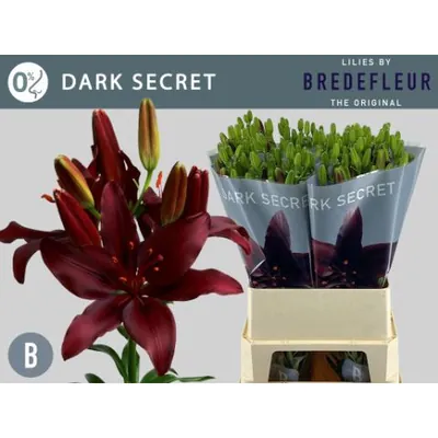 Lilium Dark Secret
