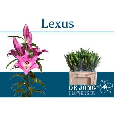 Lilium Lexus