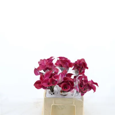 Calla Tokyo