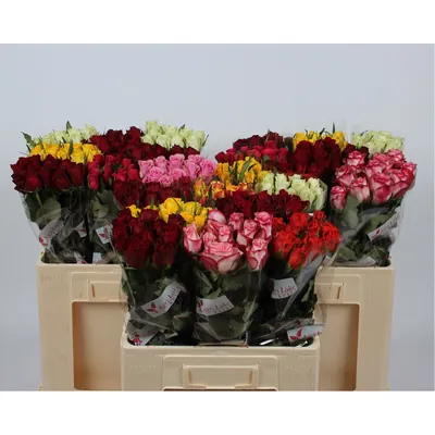 Rosa