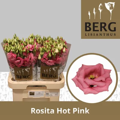 Lisianthus Rosita Hot Pink