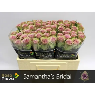 Rosa Samanthas Bridal