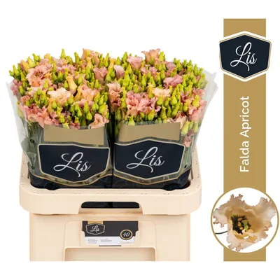 Lisianthus Falda Apricot