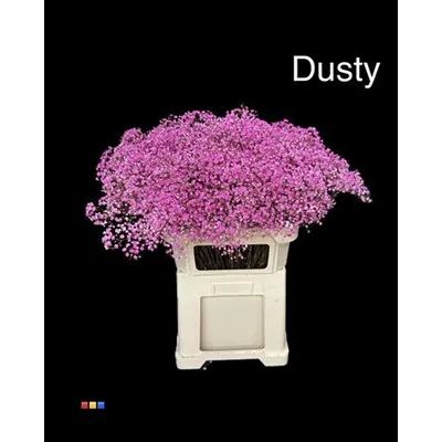 Gypsophila Xlence Dusty Cerise