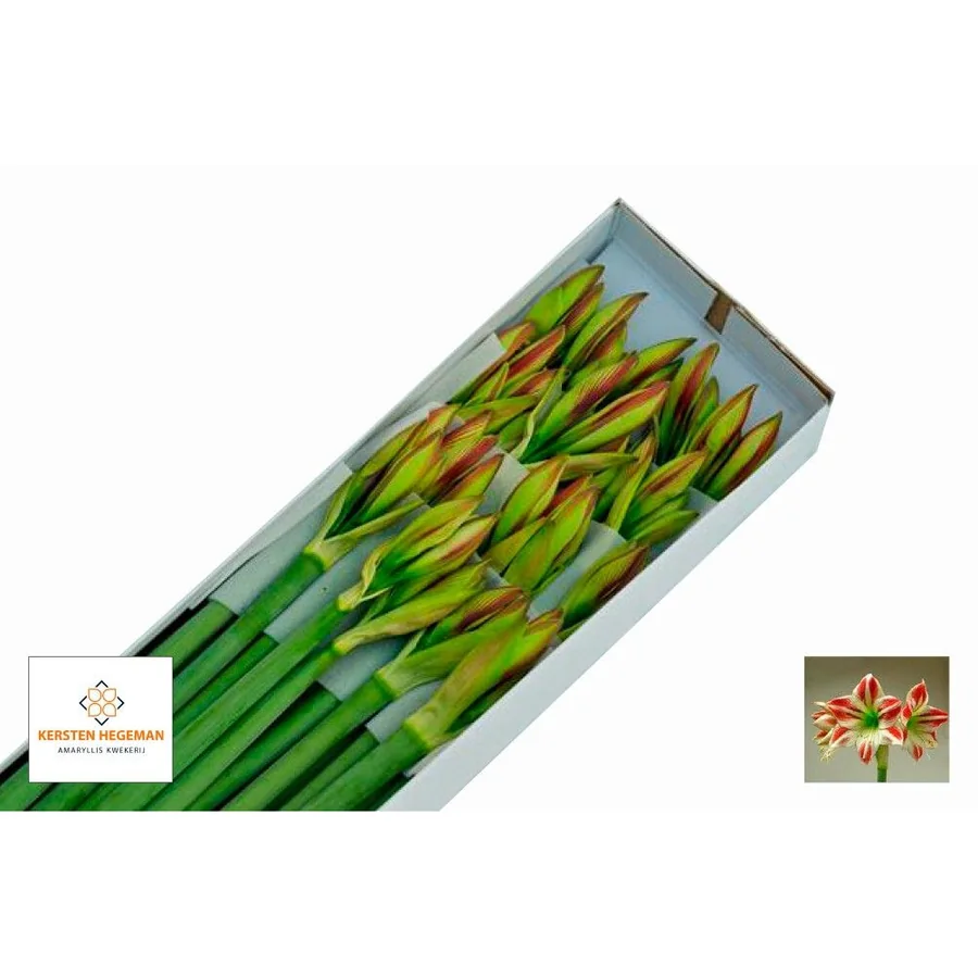 Amaryllis