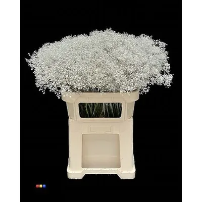Gypsophila Million Star Platina