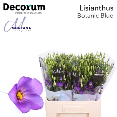 Lisianthus Botanic Blue 60cm
