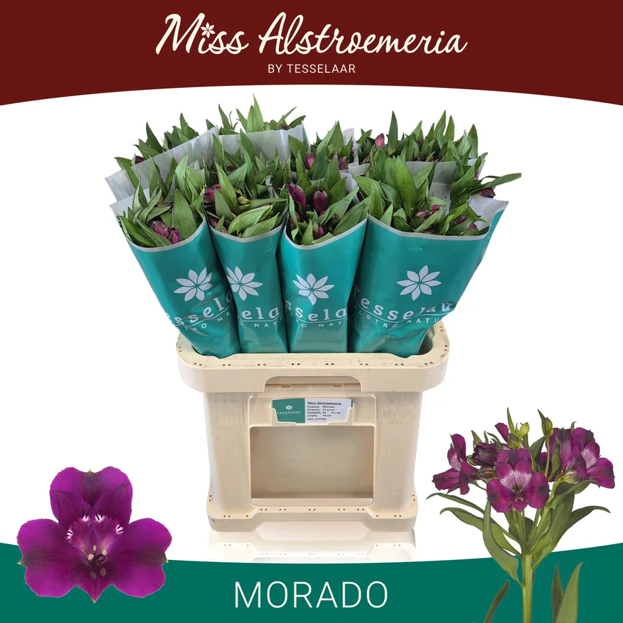 Alstroemeria