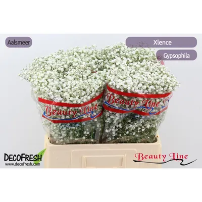 Gypsophila Paniculata Xlence