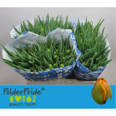 Tulip Icoon