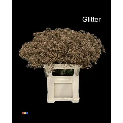 Gypsophila Million Star Brown + Glit Bio