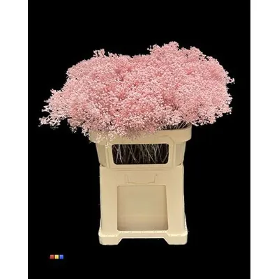 Gypsophila Million Powder Light Pink