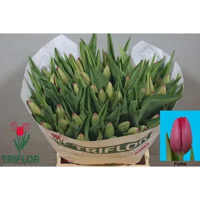 Tulip Puma