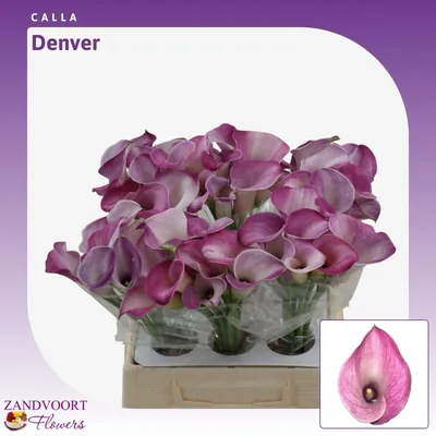 Calla Denver