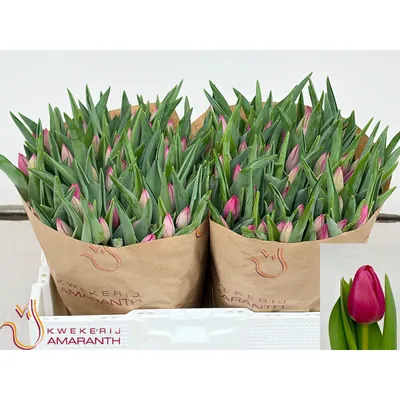 Tulip Pink Ardour