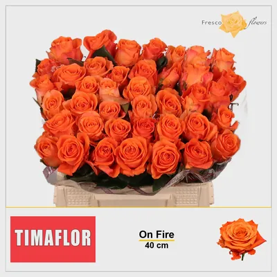 Rosa On Fire