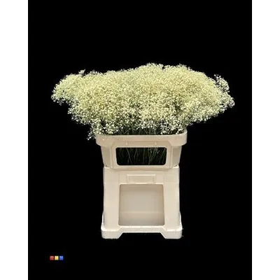 Gypsophila Million Star Light Yellow