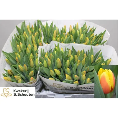 Tulip Ms Li