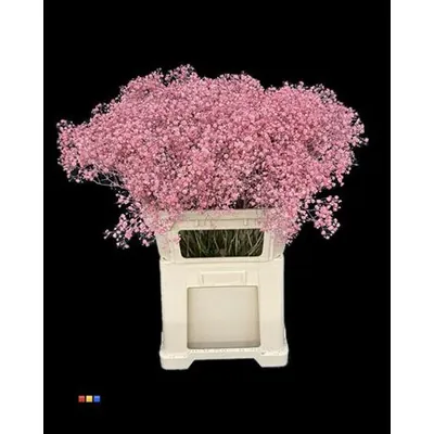 Gypsophila Xlence Pink