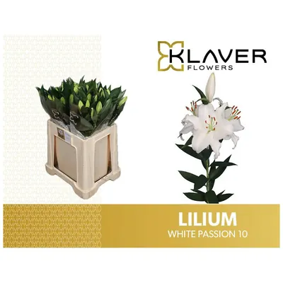 Lilium White Passion