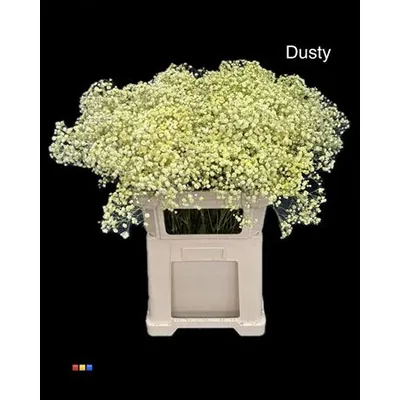 Gypsophila Xlence Dusty Creme