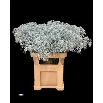 Gypsophila Million Star Ice Blue