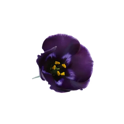 Lisianthus 45cm Bohemian Black Violet