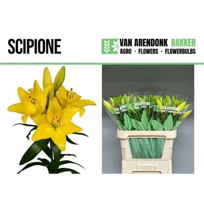 Lilium Hybride Scipione