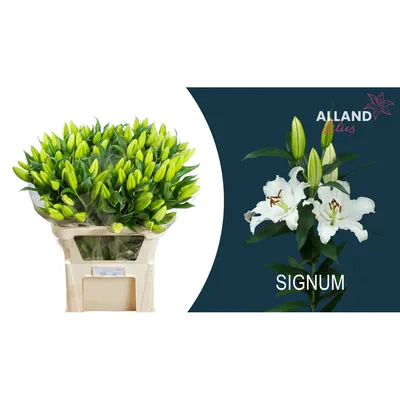 Lilium Signum