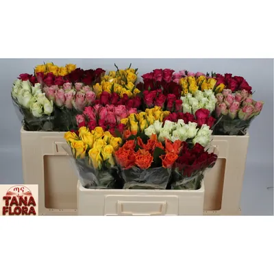 Rosa