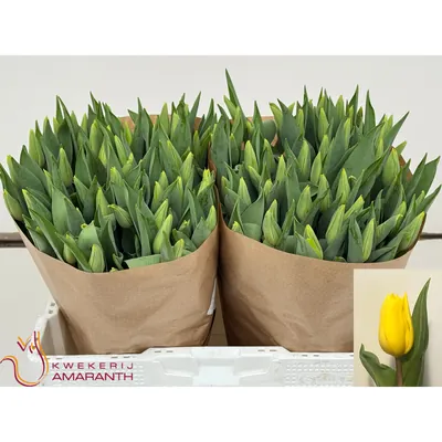 Tulip Strong Gold