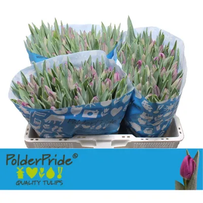 Tulip Bullit