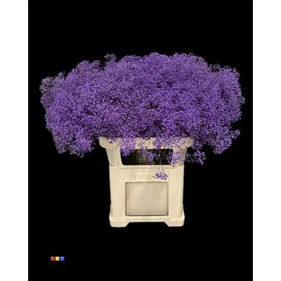 Gypsophila Million Star Lila