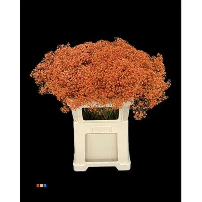 Gypsophila Xlence Orange