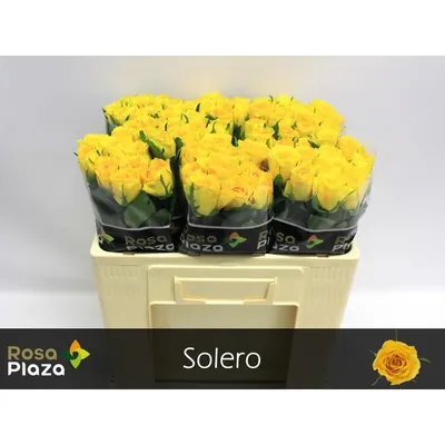Rosa Solero