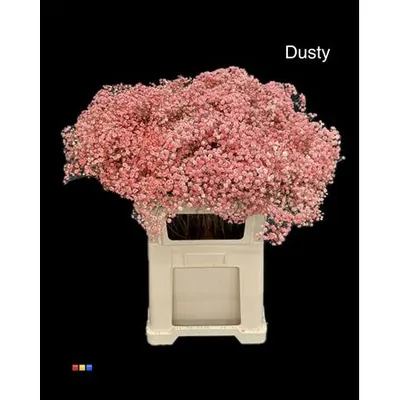 Gypsophila Xlence Dusty Red