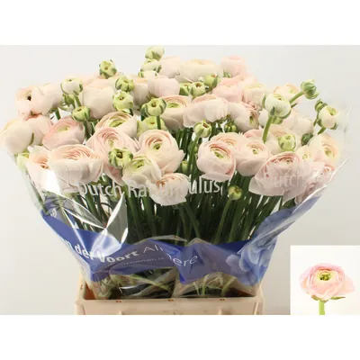 Ranunculus Asiaticus Succes Hanoi