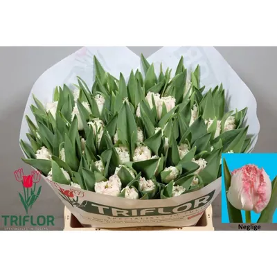 Tulip Neglige
