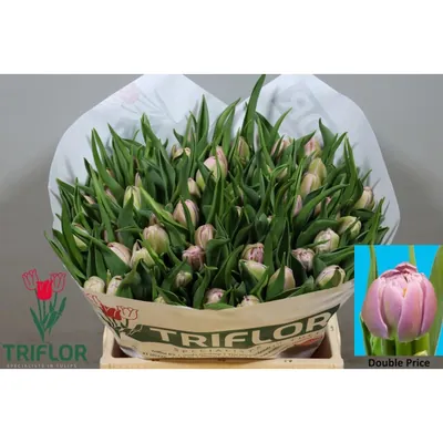 Tulip Double Price