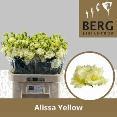 Lisianthus Alissa Yellow